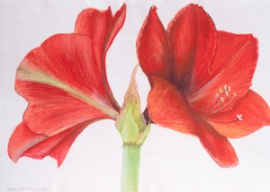 Amaryllis